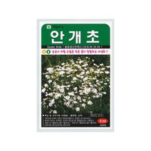 안개초씨앗 1000립