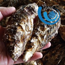 세종수산 100%입망석화 5kg, 1box, 100%입망석화 20kg