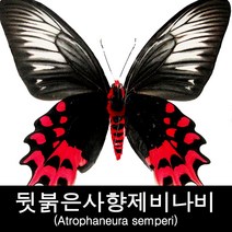 뒷붉은사향제비나비표본/Atrophaneura semperi