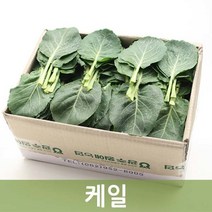 두리반농산 신선한 케일 2kg 쌈채소, 1박스