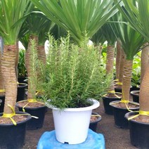 [용이네화원] 허브 로즈마리 170 농원