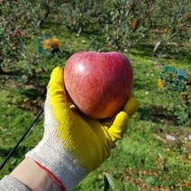 자연과농부 실속 밀양 얼음골사과 7.5kg 흠집사과, 1박스, 대과