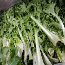 [맘스허브] 치커리 1kg 실속구매, 1팩