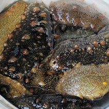 통영 자연산 비단가리비 외 해물고르기, 1개, 해삼500g