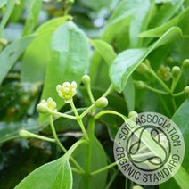 커풋(영국) 시나몬리프30ml 유기농(CinnamonLeaf EssentialOil) 에센셜오일, 1개, 30ml