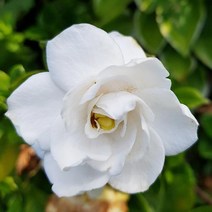 치자꽃나무 x 10포트 묘목 관상수 정원수 화분 꽃치자 생울타리