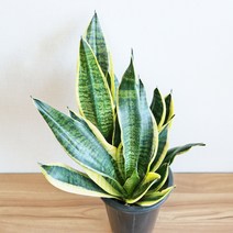 공기정화식물모음 대품 뱅갈고무 관음죽 극락조 레드콩고 마리안느 맛상게아나 보스톤고사리 산세베리아 스킨답서스 스파트필름 아레카야자 크로톤 테이블야자 파키라, 05산세베리아 슈퍼바