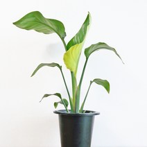 공기정화식물모음 대품 뱅갈고무 관음죽 극락조 레드콩고 마리안느 맛상게아나 보스톤고사리 산세베리아 스킨답서스 스파트필름 아레카야자 크로톤 테이블야자 파키라, 14극락조