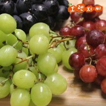 오렌지씨 포도_1kg~2kg_거봉(레드글로브)청포도크림슨적포도, 거봉(레드글로브)_2kg_size(XL)