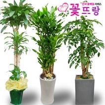 녹보수(대박나무) 공기정화식물 관엽식물 전국꽃배달서비스 개업화분/축하선물, C05 행운목, 1개