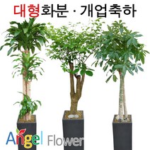 엔젤플라워 초특가 특대형화분 대박나무 행운목 전국당일꽃배달, A16 해피트리, 1개
