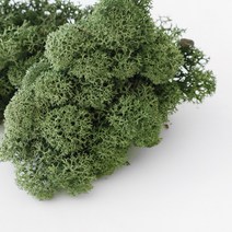 천연 이끼(스칸디아 모스)25g, 바이올렛