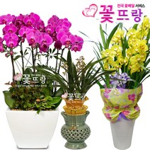 꽃뜨랑 축하동양란 축하서양란 호접란 만천홍 개업식화분 전국당일꽃배달, 1개
