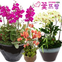 꽃뜨랑 화려한서양란 호접란 만천홍 포춘 개업난 개업화분 전국꽃배달서비스 꽃화분, A08 살구향, 1개