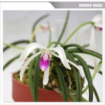 [재희난] 바이칼라 (Leptotes bicolor)