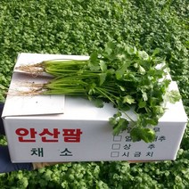 아지카 에센셜2 세미플로팅 200m 감성돔원줄 참돔 바다낚시터원줄 인천낚시터 안산낚시터 영종도낚시터 서해 좌대낚시, 4.0