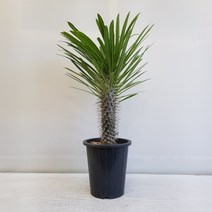온누리농원 라메리