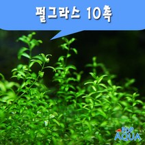팝아쿠아 펄그라스 (10촉) /중경수초, 1개
