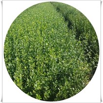 행복한정원 탱자나무묘목 5주