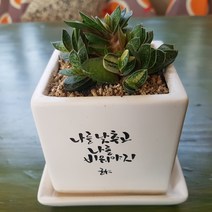 인커피식물카페 자보 캘리그라피 사각화분 공기정화식물