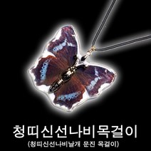 나비표본목걸이/청띠신선나비표본악세사리/곤충목걸이