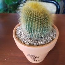 인커피식물카페 금황환 선인장 캘리그라피화분 공기정화식물 인테리어소품식물