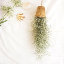 꼬띠 수염틸란드시아 코코넛팟(중형), 1개