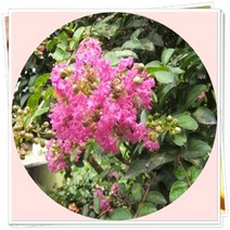 행복한정원 목백일홍 배롱나무 2년생 화분묘, 1개