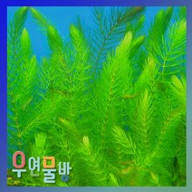 [우연물방] 마츠모(붕어마름) 5촉 수초 어항용품 어항수초, 1개