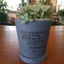 인커피식물카페 메비나군생 다육이 캘리그라피화분 반려식물 공기정화식물 플랜테리어