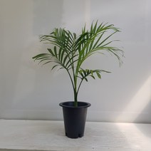 온누리농원 겐차야자
