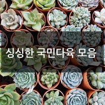 제이팟다육 예쁜 국민 다육이 다육식물 200종류, B15. 황파, 1개