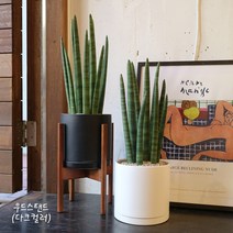 *티에라선인장* 공기정화 1위 스투키 중품, 우드스탠드(다크컬러)