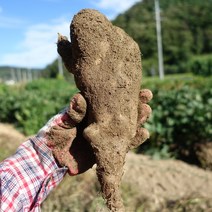 마사토 안동마 산마, 1박스, 못난이특 2kg (실속형)