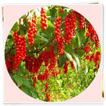 행복한정원 오미자 결실주, 1개