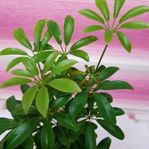 홍콩야자(공기정화식물 미니화분), 1개