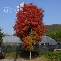 [나무인] 복자기단풍나무 분뜨기 지름3cm (차량배송)