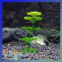 [우연물방] 암브리아 10촉 수초용품 어항용품 어항수초, 1개