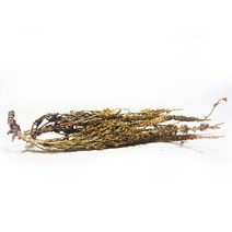 진도허브 국산 와송 바위솔 와송가루 와송분말 와송환, 와송(건재) 100g