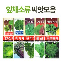 화분월드 채소 씨앗(잎채소류), 파슬리