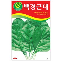 청치마 상추 씨앗 3000립 / 채소씨앗 상추씨앗 씨, 18_백경근대(5g)