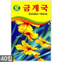 금잔화 20립 - 금잔화씨 금잔화씨앗 꽃씨 꽃씨앗 씨 씨앗 야생화씨앗, 04_청농_금계국(40립)