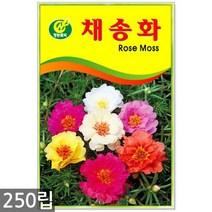 루드베키아 50립 - 꽃씨 꽃씨앗 루드베키아씨앗 씨 야생화씨앗, 18_청농_채송화(250립)