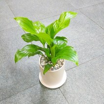꽃피우는청년 새집증후군 미세먼지 제거 실내공기정화식물 원형 화이트 화분 (무광), 스파티필름