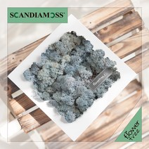미세먼지 철벽방어! 실내공기정화식물 스칸디아모스 모음 천연이끼, 21.정사각스칸디아액자set 20cmP-아이스블루