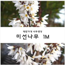 착한가격나무생각 미선나무 1m 1주