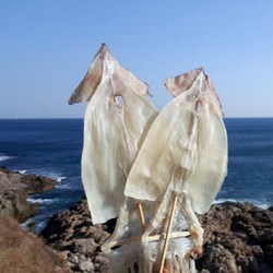 [가을바다] 부드러운 마른오징어 10마리 500g 내외