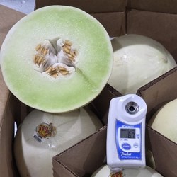 허니듀 멜론 메론, 1박스, 11~12kg 6수