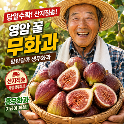 영암 당일수확 꿀무화과 말랑달콤 생무화과 홍무화과 산지직송 제철