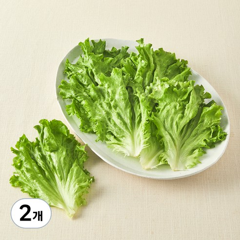[로켓프레시] 무농약 쌈용 바타비아